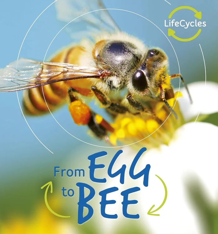 From Egg to Bee (Life Cycles)