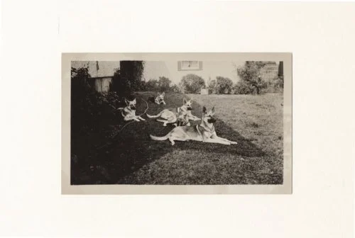 Manual of Curatorship: A Guide to Museum Practice - Image 2